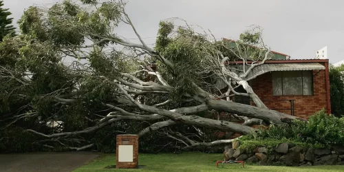 Tree Service, Tree Removal, Tree Trimming, Hurricane Clean Up