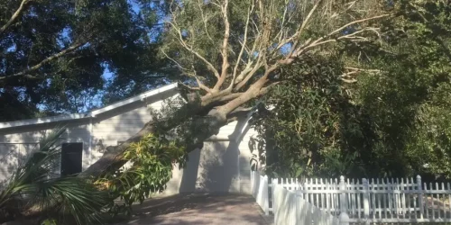 Tree Service, Tree Removal, Tree Trimming, Hurricane Clean Up