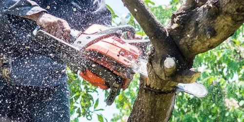Tree Service, Tree Removal, Tree Trimming, Hurricane Clean Up
